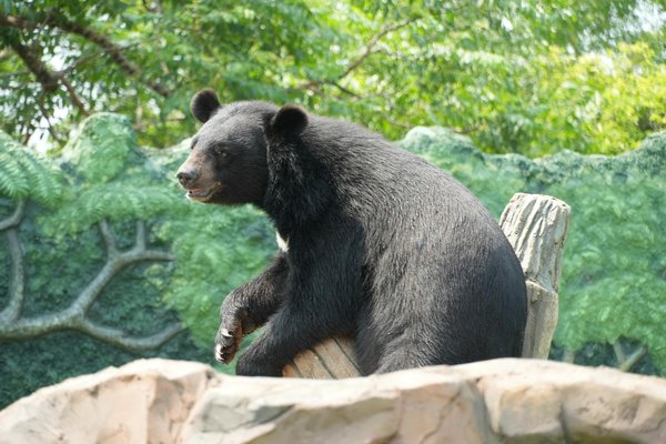 Épopée des Libertés Individuelles : Parcours Historique et Transformations